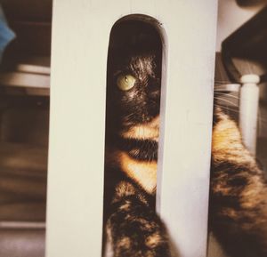 Close-up portrait of a cat hiding behind