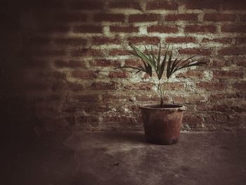 Plants growing on wall