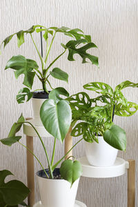 Close-up of potted plant on table