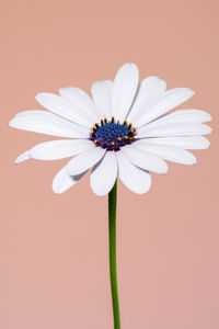 Close-up of daisy against white background