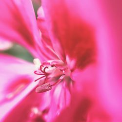 Close-up of pink flower blooming outdoors