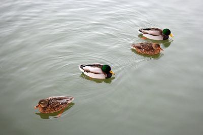 High angle view of mallard ducks swimming in lake