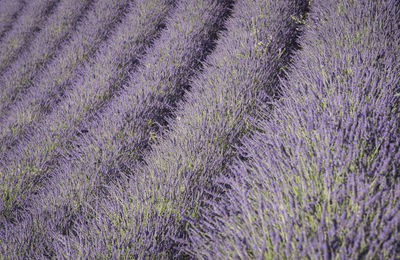 Full frame shot of lavender growing on field