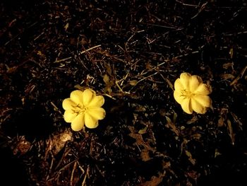 Close-up of yellow flowers against black background