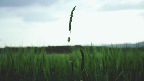 Crops growing on field against sky