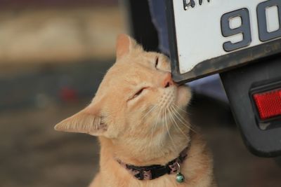 Close-up of a cat