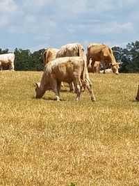 Cow grazing in field