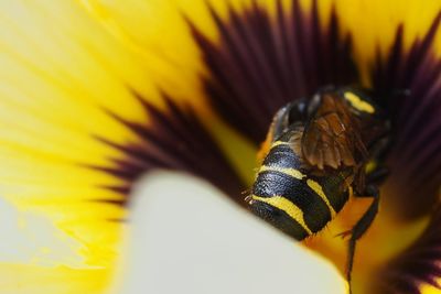 Close-up of insect on yellow flower