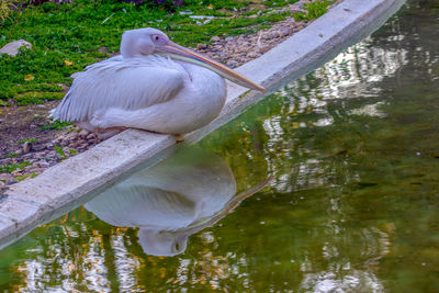 White swan in lake