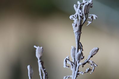 Close-up of frozen plant