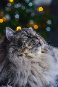 Close-up of cat looking away