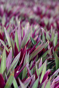 Close-up of purple flowering plant