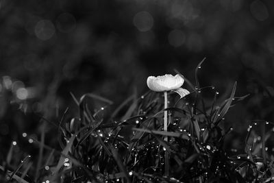 Close-up of wet plants on field