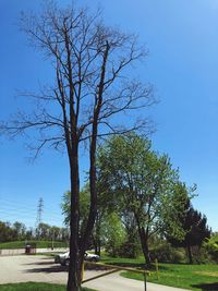 Trees on field against clear blue sky