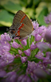 Close-up of butterfly pollinating on pink flower