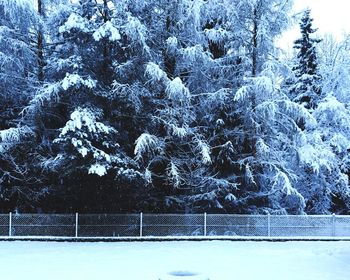 View of pine trees in forest during winter