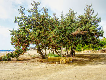 Trees on landscape against sky