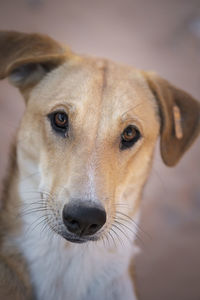 Close-up portrait of dog