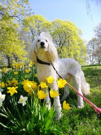 Close-up of a dog on yellow flower