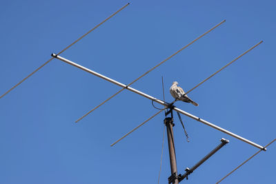 Low angle view of bird on antenna