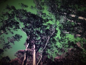 Low angle view of trees in forest