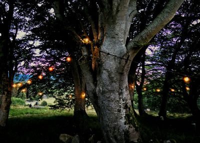Trees growing in sunlight