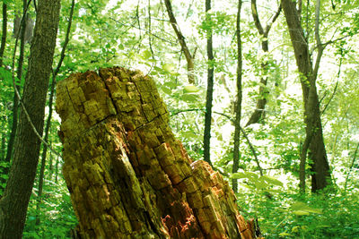 Low angle view of trees