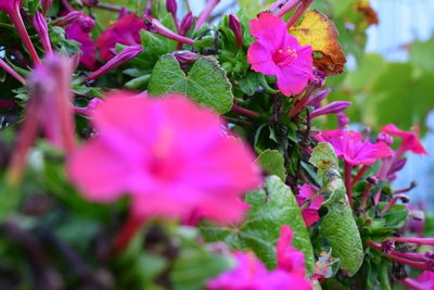 Close-up of pink flowers blooming outdoors