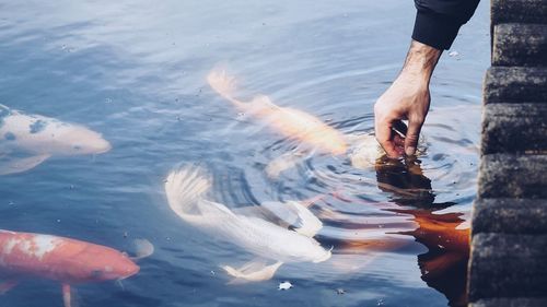 Cropped hand of man playing with fishes in pond