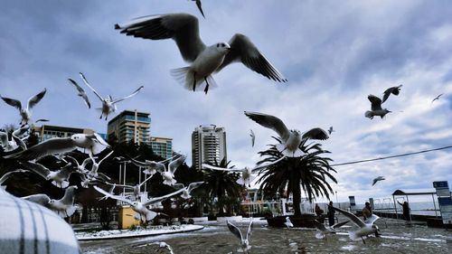 Seagulls flying in city