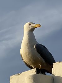 Close-up of seagull perching on wall