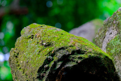 Close-up of moss on rock