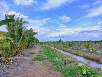 Plants growing on field against sky