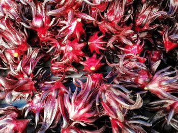 Full frame shot of red chili peppers