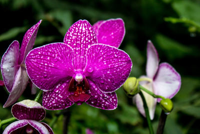 Close-up of water drops on pink flower