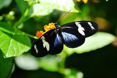 Butterfly perching on leaf