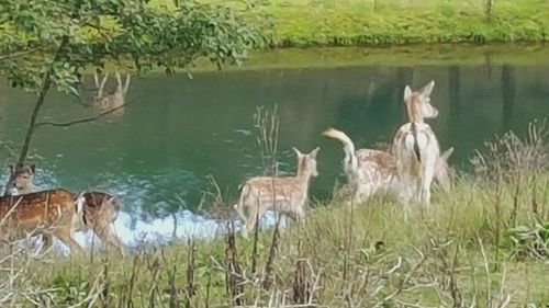 Flock of sheep in lake