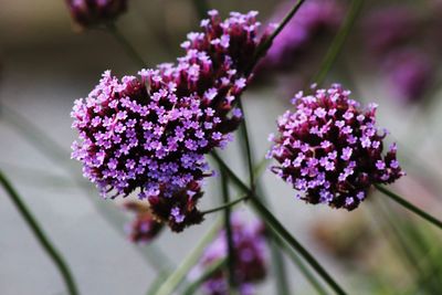 Close-up of purple flowering plant