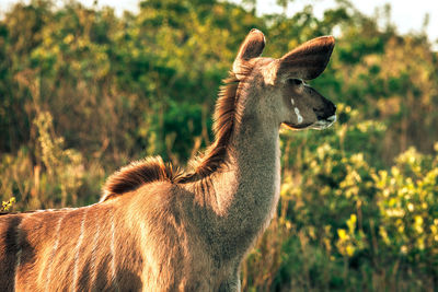 Close-up of an animal on land