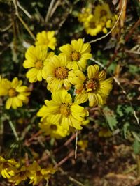 Close-up of bee on yellow flowers