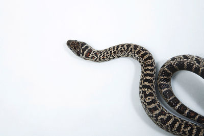 High angle view of black snake over white background