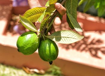 Close-up of hand holding fruit