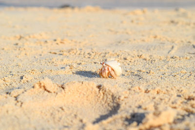 View of crab on sand