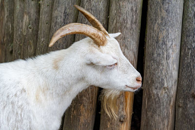 Close-up of a goat on wooden fence
