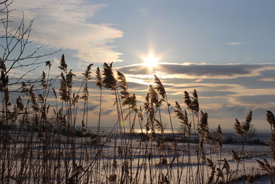 Plants by lake against sky during sunset