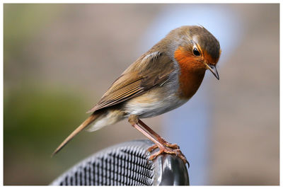 Close-up of a bird