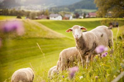 Sheep on field