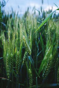 Close-up of wheat growing on field