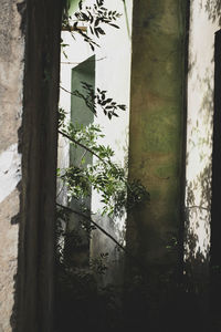 Plant by window of abandoned building