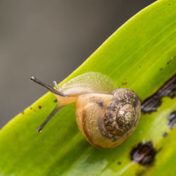 Close-up of snail on leaf